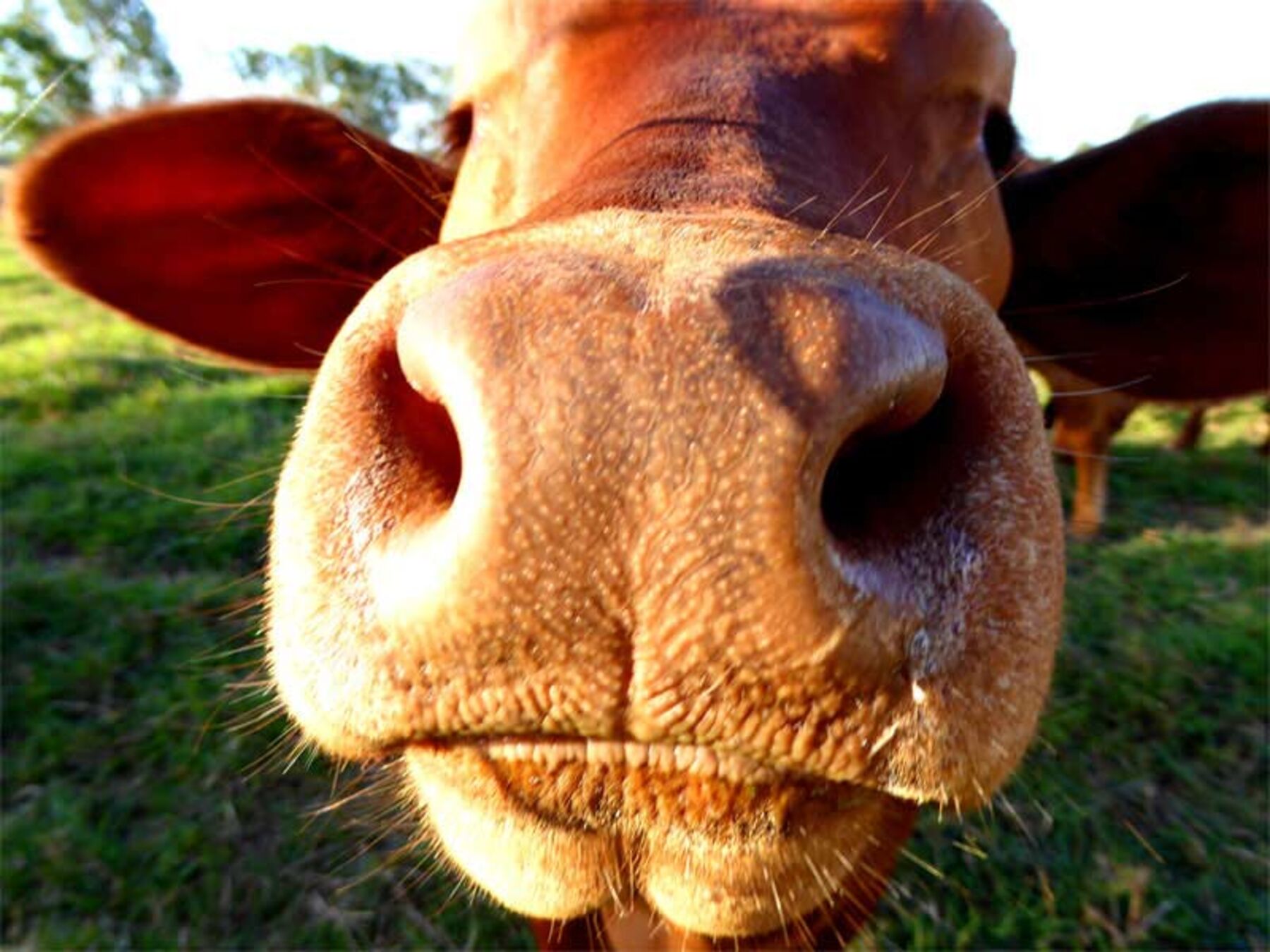 A dairy cow in a Northern Rivers paddock