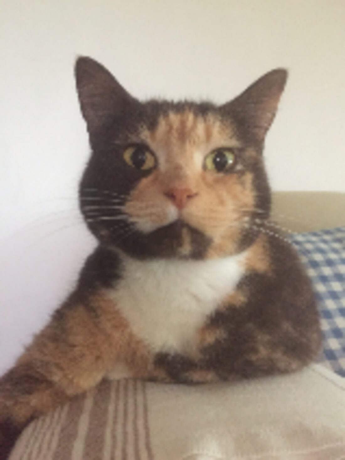 Terry, the North Coast Veterinary Services clinic cat